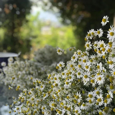 Mandalin Glamping Hotel *