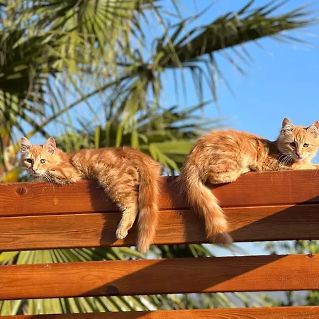 Hotel Mandalin Glamping *