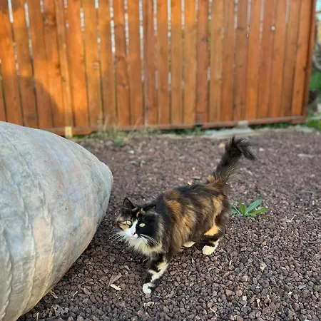 Hotel Mandalin Glamping