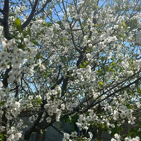 Hotel Mandalin Glamping