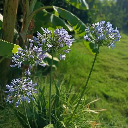 Hotel Mandalin Glamping *