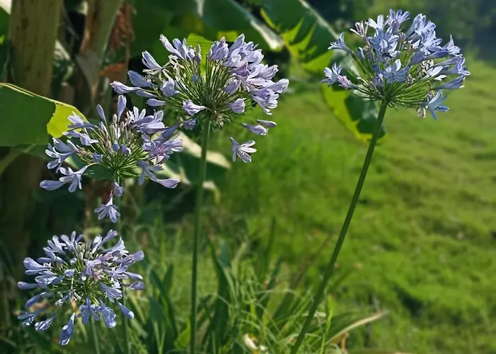 Hotel Mandalin Glamping *