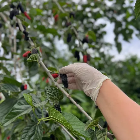 Mandalin Glamping * Selcuk