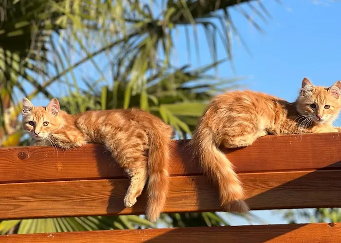 Hotel Mandalin Glamping *