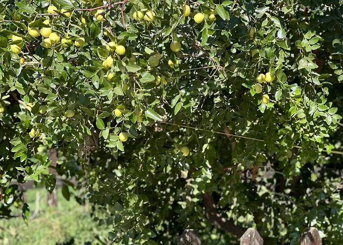 Hotel Mandalin Glamping