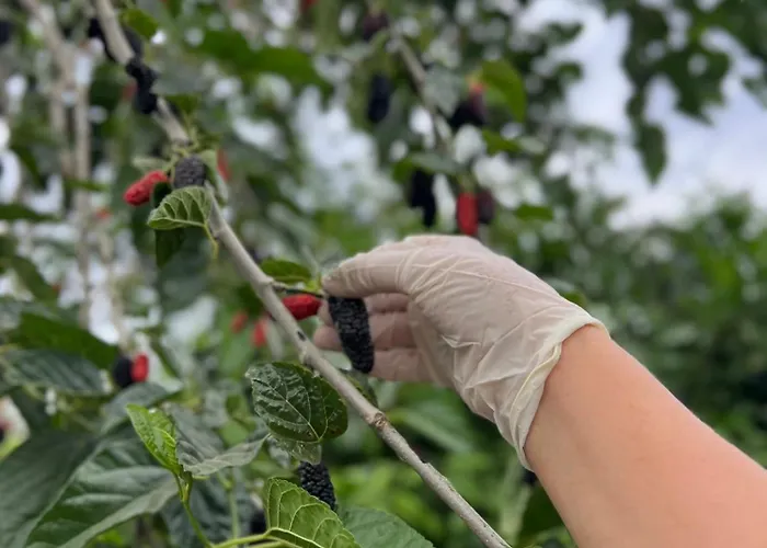 Mandalin Glamping * Selcuk