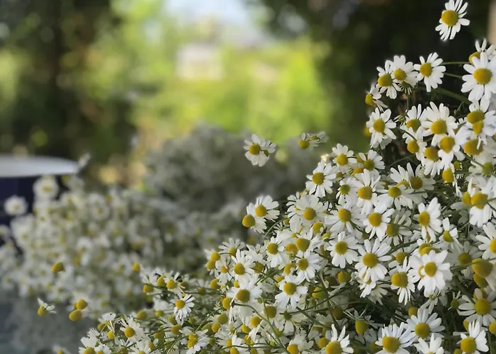 Mandalin Glamping Otel *