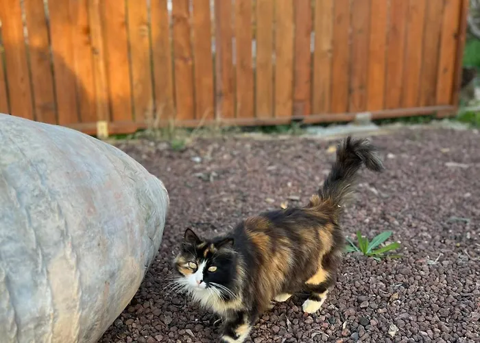 Otel Mandalin Glamping