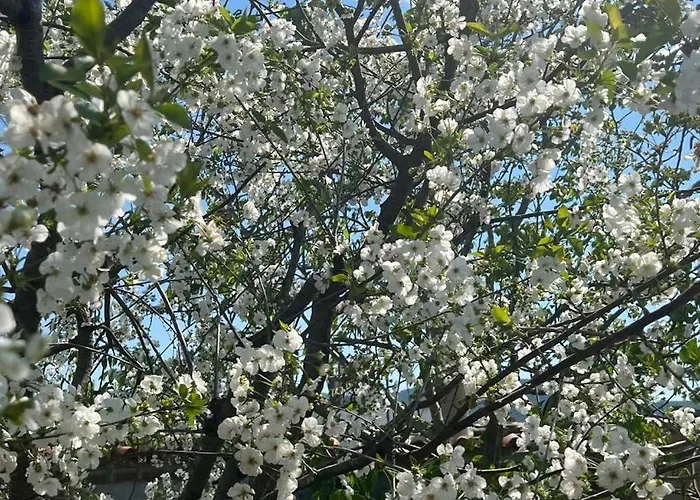 Otel Mandalin Glamping